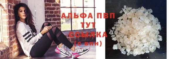 сатива Новозыбков