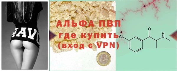 сатива Новозыбков
