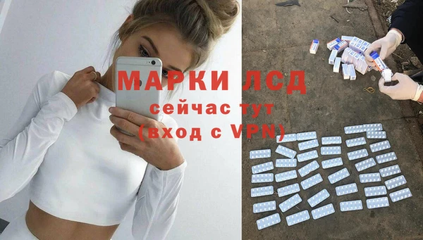 сатива Новозыбков